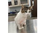 Adopt Wanda a Domestic Mediumhair / Mixed cat in LAFAYETTE, LA (33739767)