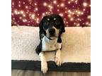 Adopt ROCKO a Tricolor (Tan/Brown & Black & White) Beagle / Mixed dog in York