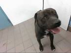 Adopt MARKUS a Brindle - with White American Pit Bull Terrier / Mixed dog in