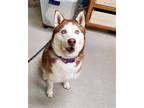 Adopt PANCAKE a Red/Golden/Orange/Chestnut - with White Husky / Mixed dog in
