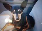 Adopt PEPSI a Black - with Tan, Yellow or Fawn Miniature Pinscher / Mixed dog in