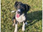 Adopt CHASE a Black - with White Border Collie / Mixed dog in Fairfield