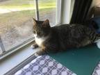 Adopt Bonnie a Brown or Chocolate (Mostly) American Shorthair / Mixed (short