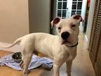 Adopt Tommy a Dogo Argentino / Mixed dog in West Vancouver, BC (33739542)