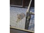 Adopt Anastasia a White Husky / Mixed dog in Oak Harbor, WA (33739449)
