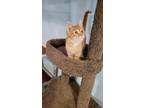 Adopt Edward a Orange or Red Tabby Domestic Shorthair (short coat) cat in Red
