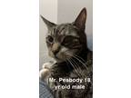 Adopt Mr. Peabody a Gray, Blue or Silver Tabby Domestic Shorthair / Mixed (short