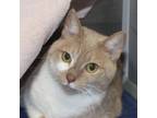 Adopt Peeka a Domestic Shorthair / Mixed cat in Raleigh, NC (33739210)