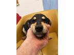 Adopt Smiley a Black Mixed Breed (Medium) / Mixed dog in Millersburg