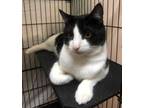 Adopt Big Leo a White Domestic Shorthair / Domestic Shorthair / Mixed cat in