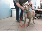 Adopt KIYA a Brown/Chocolate American Pit Bull Terrier / Mixed dog in