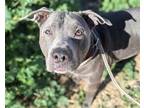 Adopt GOLIATH* a Gray/Silver/Salt & Pepper - with White American Pit Bull