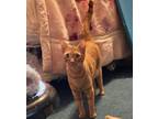 Adopt Thomas a Orange or Red Domestic Shorthair / Mixed (short coat) cat in