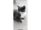Adopt Aku a Gray or Blue American Shorthair / Mixed (medium coat) cat in