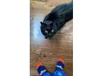 Adopt Midnight a Black (Mostly) American Shorthair / Mixed (short coat) cat in