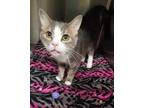 Adopt Cornelius a Gray or Blue Domestic Shorthair / Domestic Shorthair / Mixed