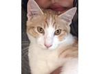 Adopt mac a Orange or Red Tabby American Shorthair / Mixed (short coat) cat in