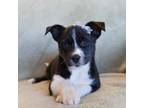 Adopt CINDY LOU a Black - with White Husky / Terrier (Unknown Type