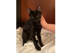 Adopt Pepper. a Black (Mostly) Domestic Shorthair / Mixed (short coat) cat in