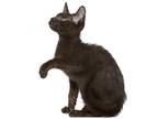 Adopt kayla a Brown or Chocolate Ocicat (short coat) cat in Richmond