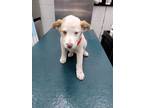 Adopt WAVERLY a White - with Brown or Chocolate Australian Shepherd / Mixed dog