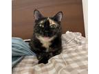 Adopt Lucy a Domestic Shorthair / Mixed cat in Baltimore, MD (33738339)