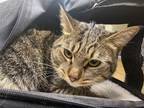 Adopt Smoody a Domestic Shorthair / Mixed cat in Baltimore, MD (33738335)