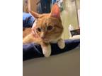 Adopt Siobhan a Domestic Shorthair / Mixed cat in Baltimore, MD (33738333)