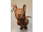 Adopt Dove a Brown/Chocolate American Pit Bull Terrier / Mixed dog in Westland