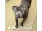 Adopt Toro a Gray/Blue/Silver/Salt & Pepper Pit Bull Terrier / Mixed dog in