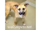 Adopt Abe a Tan/Yellow/Fawn Pit Bull Terrier / Labrador Retriever / Mixed dog in