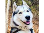 Adopt Logan a Black - with White Husky / Mixed dog in Park Ridge, NJ (33738113)