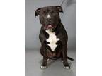 Adopt Orville Redenbarker a Black American Pit Bull Terrier / Mixed dog in