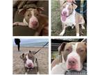 Adopt Gunner a Tan/Yellow/Fawn - with White American Staffordshire Terrier /