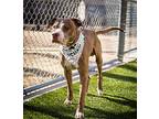 Mcgregor, American Staffordshire Terrier For Adoption In Midwest City, Oklahoma