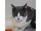 Boss Baby, Domestic Shorthair For Adoption In Houston, Texas
