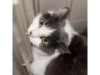 Buttercup, Domestic Shorthair For Adoption In Madison, Wisconsin