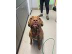 Rose, American Pit Bull Terrier For Adoption In Bloomington, Indiana
