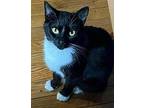 Pawley, Domestic Shorthair For Adoption In South Bend, Indiana