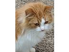 Rhiannon, Domestic Longhair For Adoption In South Bend, Indiana