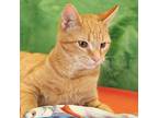 Finnegan, Domestic Shorthair For Adoption In South Bend, Indiana