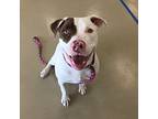 Apollo, American Pit Bull Terrier For Adoption In Des Moines, Iowa