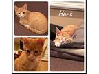 Hank, Egyptian Mau For Adoption In Cerritos, California