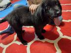 Newfoundland Puppy for sale in Somerset, KY, USA