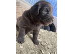Newfoundland Puppy for sale in Bulverde, TX, USA