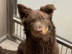 Adopt DRUMMER a Brown/Chocolate Australian Shepherd / Mixed dog in Albuquerque