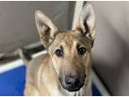 Adopt GUS a Brown/Chocolate - with Black German Shepherd Dog / Mixed dog in