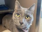 Adopt HEATHER a Gray or Blue Russian Blue / Mixed (short coat) cat in