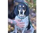Adopt SASHA A Gray/Blue/Silver/Salt & Pepper Bluetick Coonhound / Mixed Dog In