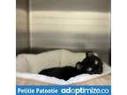 Adopt PETITIE PATOOTIE A All Black Domestic Mediumhair / Mixed (medium Coat) Cat